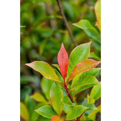 OBI Japonska trdoleska "Benkomasaki Erecta" višina 50-60 cm lonec 10 l