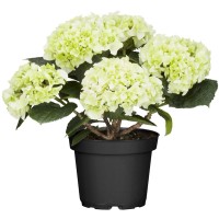 Kmečka hortenzija bela 40 - 50 cm lonček pribl. 5 l Hydrangea Macrophylla