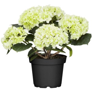 Kmečka hortenzija bela 40 - 50 cm lonček pribl. 5 l Hydrangea Macrophylla