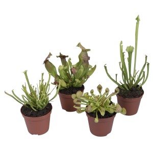 Mešane vrčkovke, Ø lončka pribl. 9 cm, Sarracenia