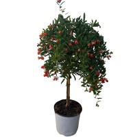 Granatapfelbaum Stamm Höhe ca. 30 - 40 cm Topf-Ø ca. 21 cm Punica granatum