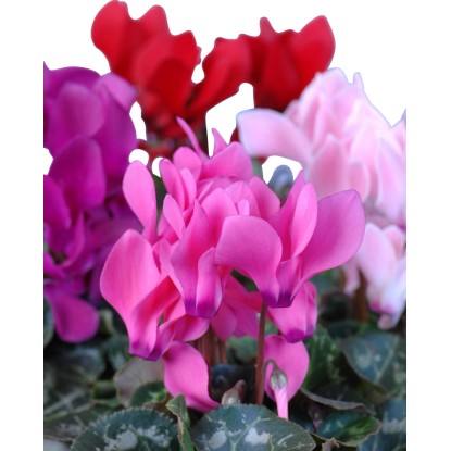 Perzijska ciklama "Midi" mešanica barv Ø lončka pribl. 10,5 cm