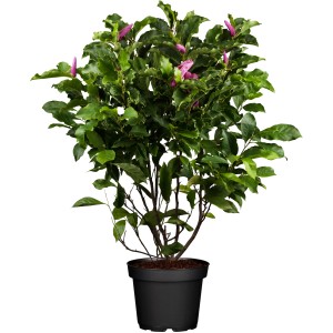 OBI Lilijasta magnolija "Susan" rožnata višina 50-60 cm lonec 5 l Magnolia