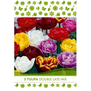 Čebulnica Tulipa Double Late