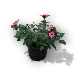 PCZ Varaždinski Cvijet Viseča verbena Ø lončka 10 cm