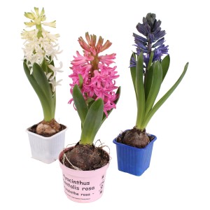 Hijacinta različnih barv Ø cvetličnega lončka pribl. 7 cm Hyacinthus