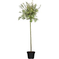Vrba "Hakuro Nishiki" rumena višina pribl. 60 cm - 80 cm lonec pribl. 3 l Salix