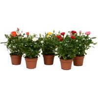 Sobna vrtnica sort. višina pribl. 25-30 cm Ø lončka pribl. 10,5 cm Rosa Amorosa