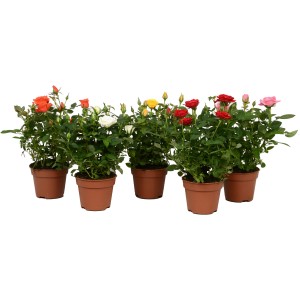 Sobna vrtnica sort. vi&scaron;ina pribl. 25-30&nbsp;cm &Oslash; lončka pribl. 10,5&nbsp;cm Rosa Amorosa