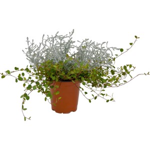 Mešanica strukturnih rastlin 2v1 molembekija in kalocefalus Ø lončka 12 cm