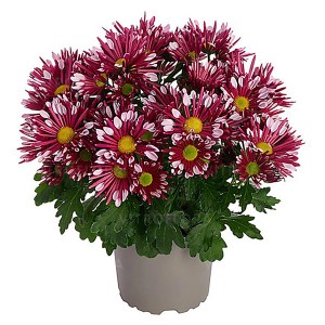 Krizantema "Solinea" Ø lončka približno 14 cm Chrysanthemum indicum