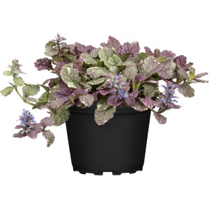 GROW by OBI Plazeči skrečnik moder višina 10-20 cm Ø lončka 12 cm Ajuga reptans