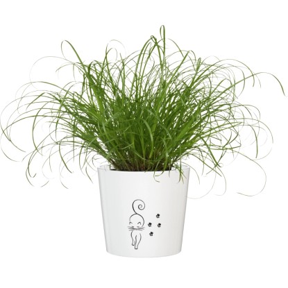 Ciprska trava "Mačja trava" Ø lončka pribl. 12 cm Cyperus zumula