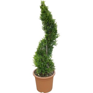 OBI Lejlandijeva cipresa "Castlewelland Gold" 80 cm lonec 9 l Cupressocyparis