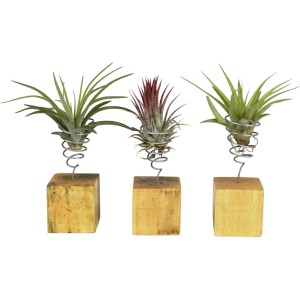 Aranžma tilancije sodoben dizajn - na lesenem bloku Ø pribl. 8 cm