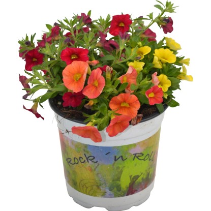 GROW by OBI Milijon zvončki "Trio" Ø lonca pribl. 12 cm Calibrachoa