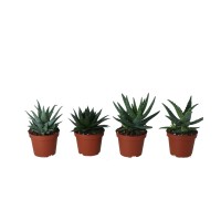 Aloe aristata več vrst višina pribl. 10-15 cm Ø lončka pribl. 10,5 cm Aloe