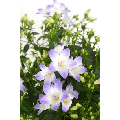 Zvončica "Fancy Mee" Belo-modra Ø lončka pribl. 10,5 cm Campanula