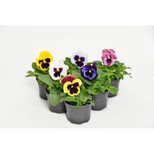 PCZ Varaždinski Cvijet Mačeha Ø lončka 9 cm