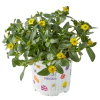 Sanvitalia Ø lonca ca. 10,5 cm