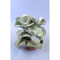 GROW by OBI Kalanhoja Premer lončka Ø pribl. 12 cm (Kalanchoe thyrsiflora)