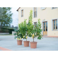 GROW by OBI Citrusov grm različne sorte lonec pribl. 24 cm Citrus mitis