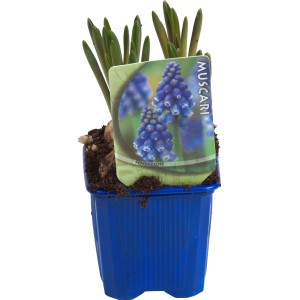 Hijacinta Modra Lonček-Ø pribl. 7 cm Muscari
