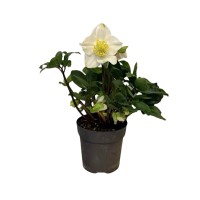 Teloh "Christmas Carol" bela Ø lončka pribl. 14 cm Helleborus niger