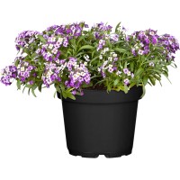 OBI Grobeljnik v lončku premera Ø pribl.12 cm Lobularia maritima