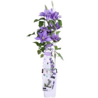 Clematis "Olympia" višina cca. 65 cm, lonec cca. 2 l