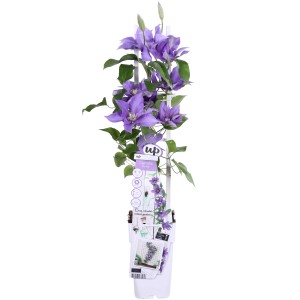 Clematis "Olympia" višina cca. 65 cm, lonec cca. 2 l