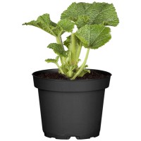 OBI Rožlin Ø lonca pribl. 19 cm Alcea