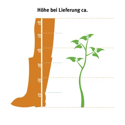 GROW by OBI Veliki flamingovec rdeč Ø lončka pribl. 12 cm Anthurium andreanum