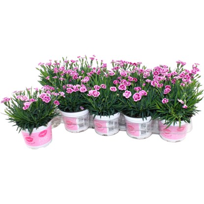 Kitajski nagelj Pink Kisses Rožnate barve Premer lončka Ø pribl. 12 cm, Dianthus