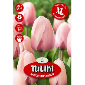 Čebulnica Tulipa Darwin Apricot Impression