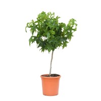 GROW by OBI Ameriški ambrovec mini deblo lonec 9 l Liquidambar Styraciflua