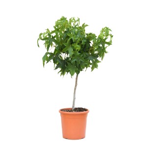 GROW by OBI Ameriški ambrovec mini deblo lonec 9 l Liquidambar Styraciflua