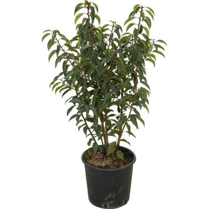 OBI Japonske trdoleske različnih sort višina pribl. 30–40 cm lonec pribl. 5 l