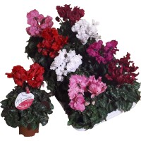 Alpska vijolica v 3 različnih barvah višina pribl. 25-30 cm Ø lončka 10,5 cm