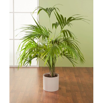 Scheurich Zunanji cvetlični lonček 828 Ø 28 cm Sezam