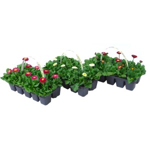 Navadna marjetica v treh različnih barvah viš. 10-15 cm pakiranje po 10