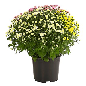 Jesenska krizantema trio Ø lončka približno 14 cm Chrysanthemum indicum