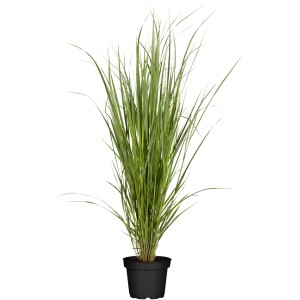 Proso "Northwind" Ø lonca pribl. 28 cm Panicum virgatum