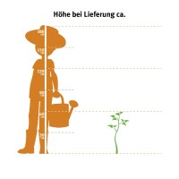 Latasta hortenzija Limelight bela visoka 40 - 50 cm lonček pribl. 5 l Hydrangea
