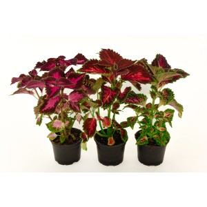 PCZ Varaždinski Cvijet Okrasna kopriva Ø lončka 10 cm