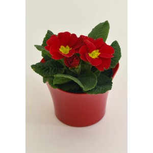 PCZ Varaždinski Cvijet Primula v okrasnem lončku Ø lončka 11 cm