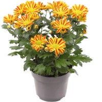 Krizantema "Hoi Hoi" višine 20-30 cm Ø lončka 12 cm Chrysanthemum indicum