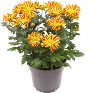 Krizantema "Hoi Hoi" višine 20-30 cm Ø lončka 12 cm Chrysanthemum indicum