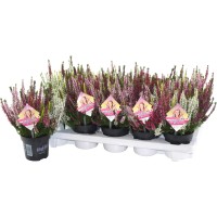 Jesenska vresa "Beauty Ladies" petbarvna Lonček-Ø pribl. 11 cm Calluna