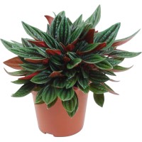 Poprovka več vrst višina pribl. 15 - 25 cm Ø lončka pribl. 12 cm Peperomia